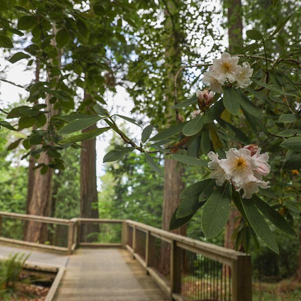 Rhododendron flower growing above a boardwalk lined with tall douglas fir trees