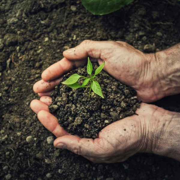 Two hands holding a budding plant in soil