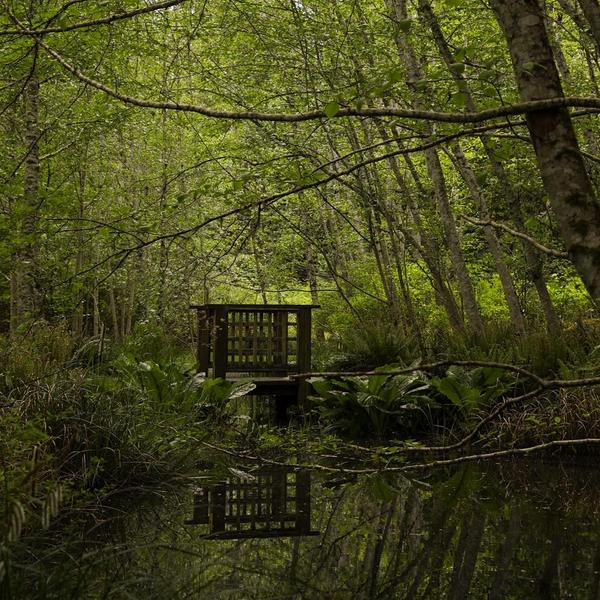 Small bridge over a pond in the forest