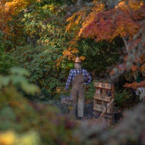Scarecrow standing in colourful fall foliage 