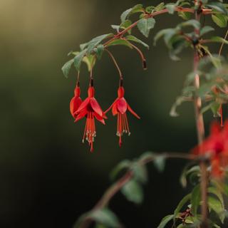 Fuchsia flowers