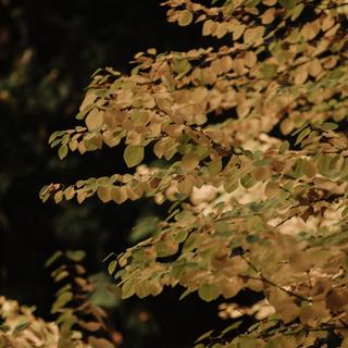 Katsura tree leaves turning yellow in fall