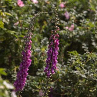 Purple foxglove flowers