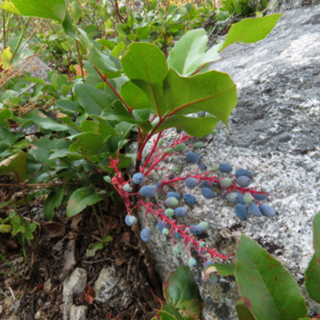Creeping mahonia plant