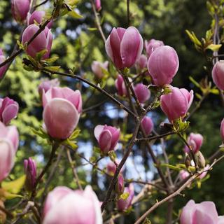 Vibrant pink magnolia blossoms
