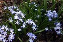 Chionodoxa alba