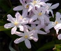 Chionodoxa alba