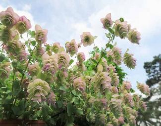 Ornamental Oregano