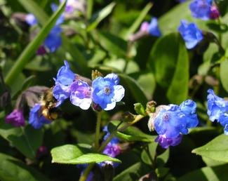 Plant Pick Pulmonaria angustifolia