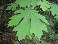 Bigleaf Maple leaf