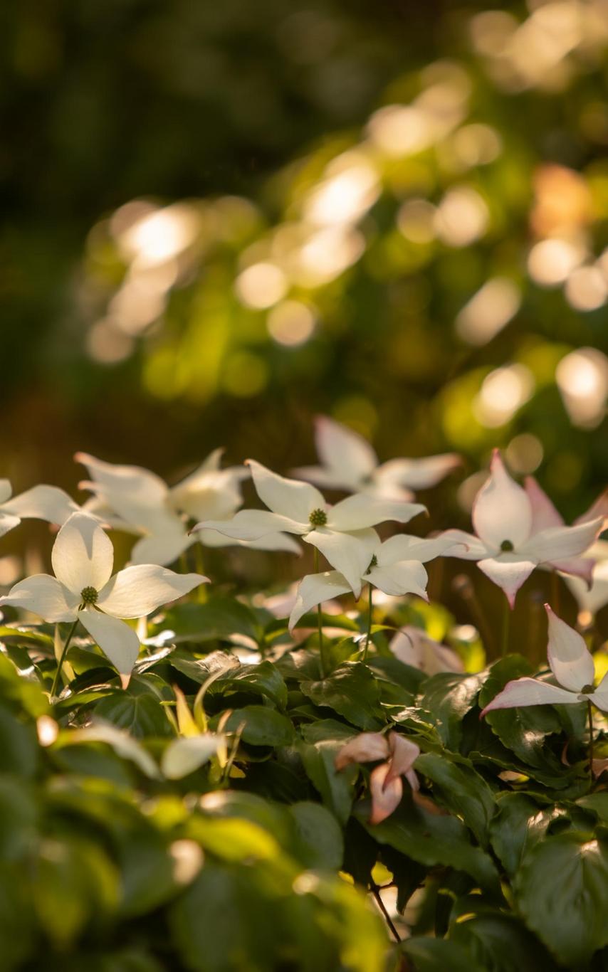 White Chinese kousa dogwood bloom